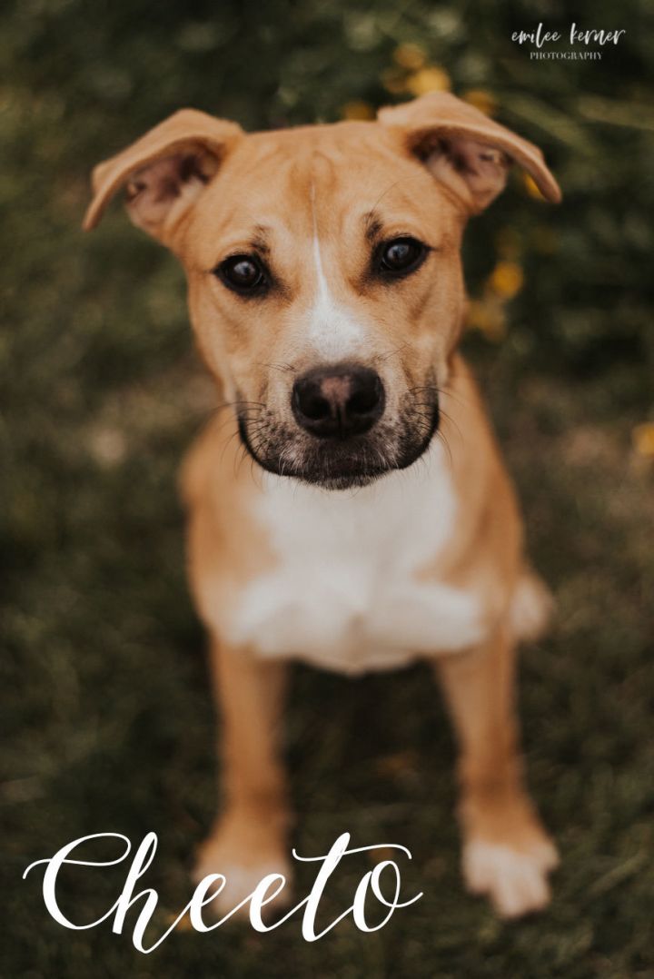 Cheeto, an adopted Pit Bull Terrier & Boxer Mix in Evansville, IN_image-1