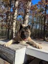 Available - Big East Akita Rescue