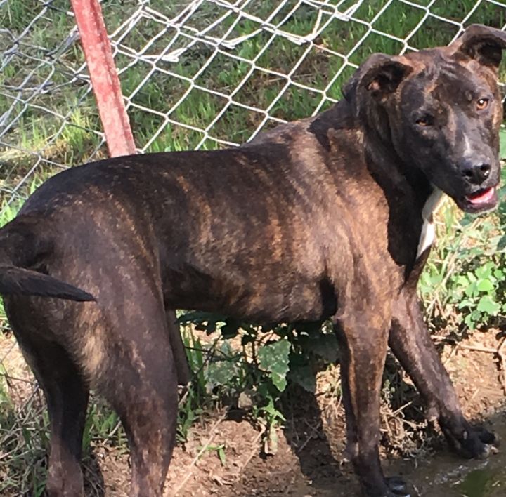 are retriever labrador mix brindle dogs