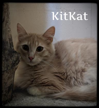KitKat 1
