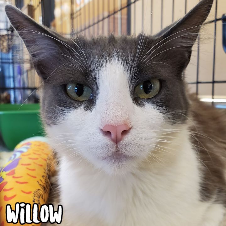 Willow 3