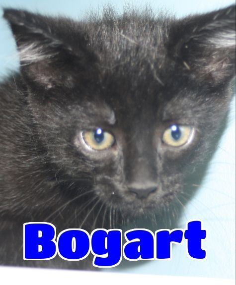 #4630 Bogart