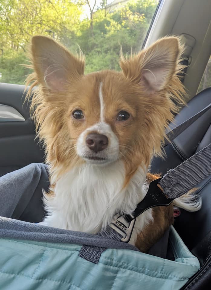 Alvin, an adopted Papillon Mix in Cincinnati, OH_image-2