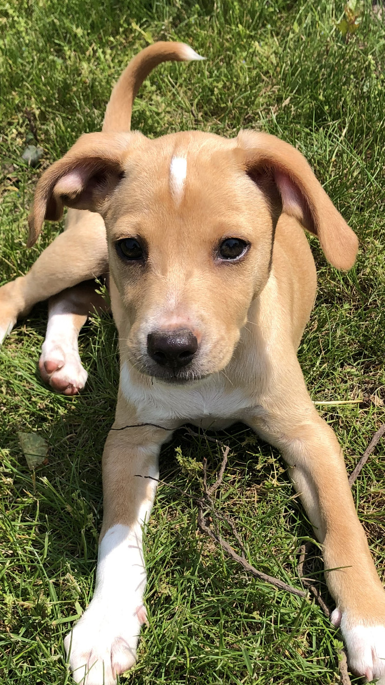 Zoey (Roz), an adoptable Labrador Retriever in Watertown, WI, 53094 | Photo Image 2