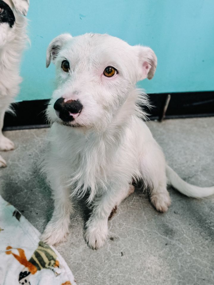 Dog For Adoption Bolt A Jack Russell Terrier Mix In Los Angeles