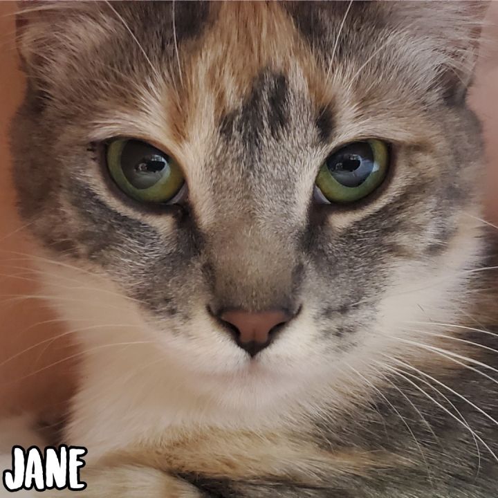 Jane 2