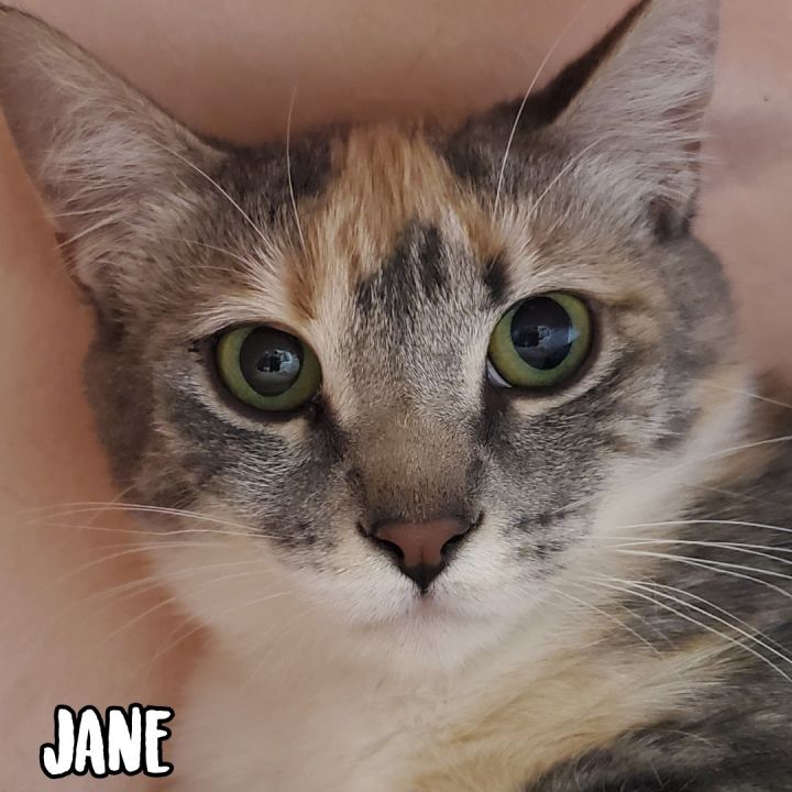 Jane 3