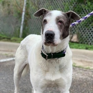 CAMERON- Needs a foster/forever home!, an adoptable Australian Shepherd in Birmingham, MI, 48012 | Photo Image 2