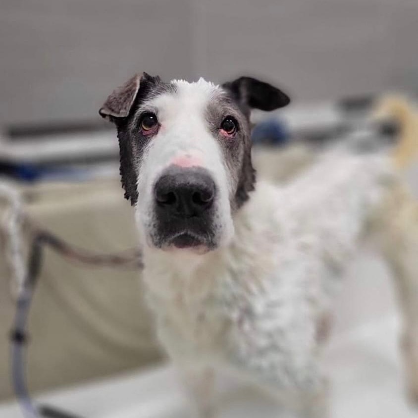 CAMERON- NEEDS A FOSTER/FOREVER HOME!!!, an adoptable Australian Shepherd in Birmingham, MI, 48012 | Photo Image 1