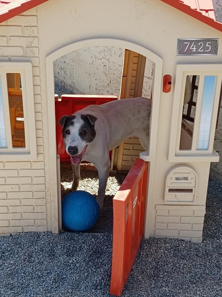 CAMERON- NEEDS A FOSTER/FOREVER HOME!!!, an adoptable Australian Shepherd in Birmingham, MI, 48012 | Photo Image 5