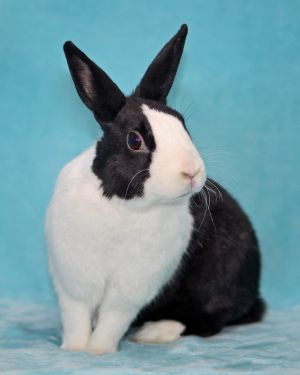 Rabbit For Adoption Kelly Kapowski A Dutch In Chicago Il