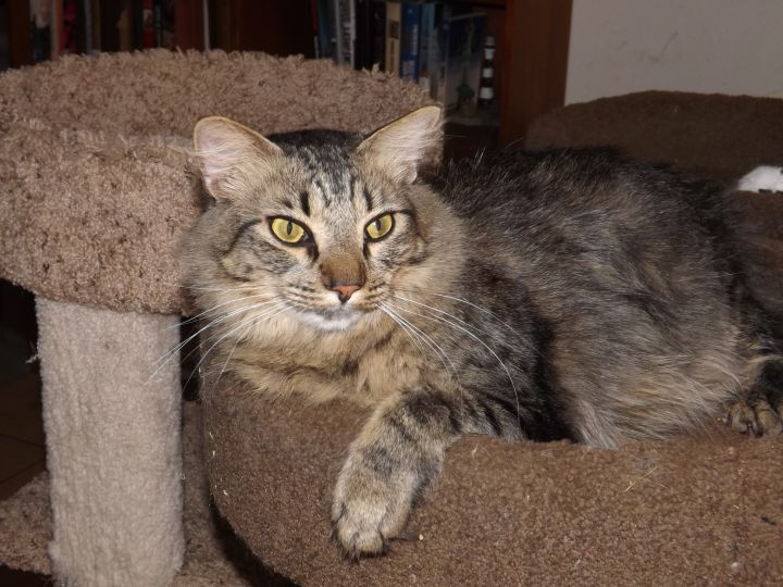 Cat for adoption - Amos, a Siberian Mix in Simms, TX ...