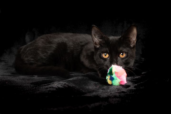 Cat For Adoption Snooki A Domestic Short Hair In Houston Tx