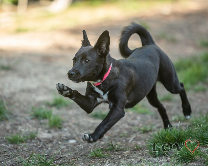 Basenji lab hot sale mix