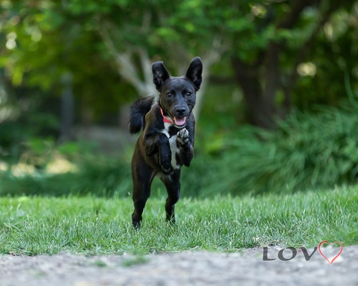 basenji lab mix