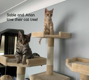 Sable and Arian (bonded sisters)