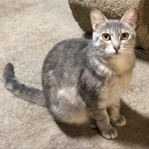 Shadow, an adoptable Domestic Short Hair in Folsom, LA, 70437 | Photo Image 1