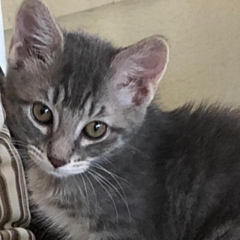 Shadow, an adoptable Domestic Short Hair in Folsom, LA, 70437 | Photo Image 2