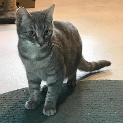 Shadow, an adoptable Domestic Short Hair in Folsom, LA, 70437 | Photo Image 4