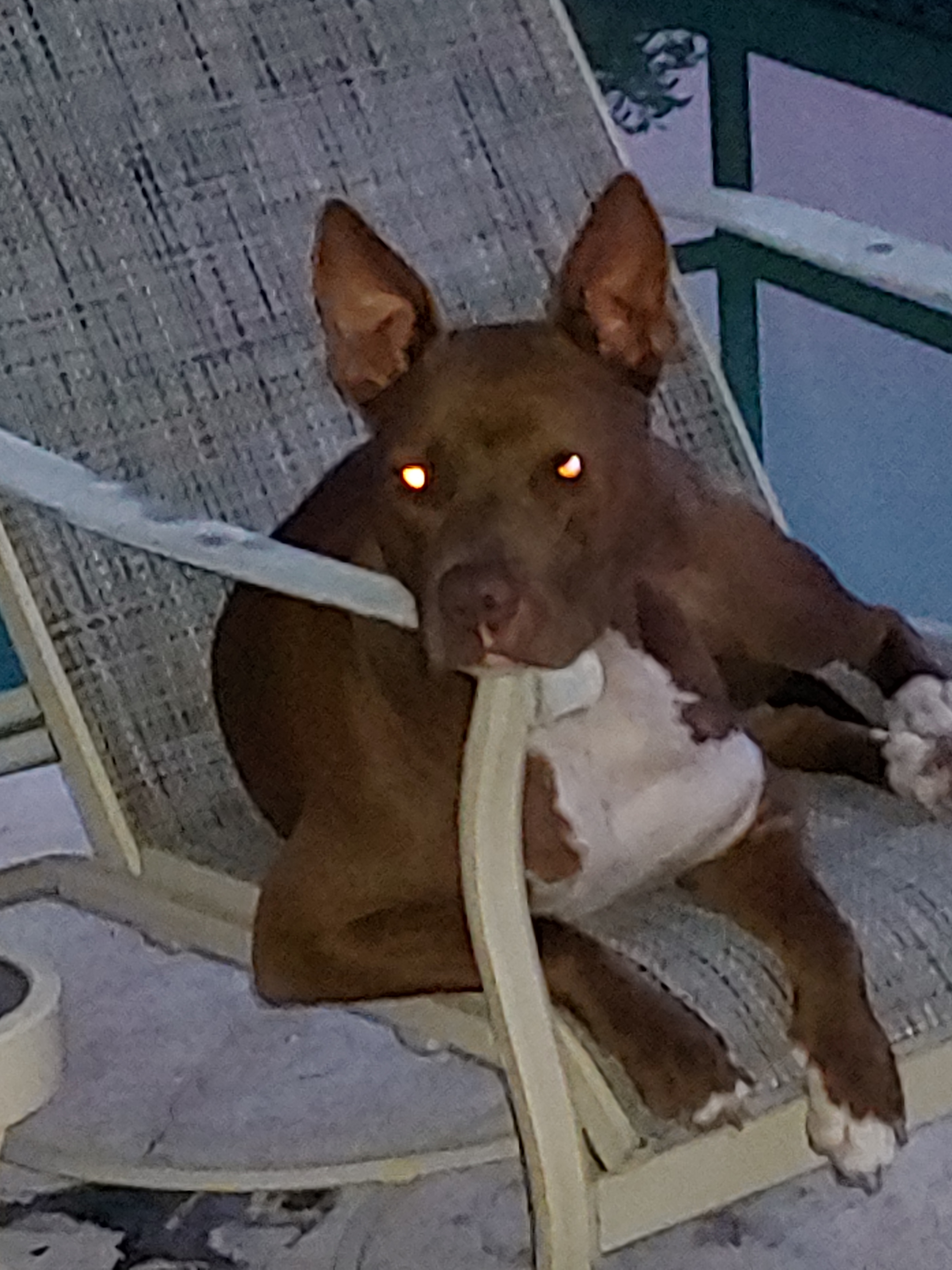 Belle, an adoptable Terrier in Sarasota, FL, 34232 | Photo Image 2
