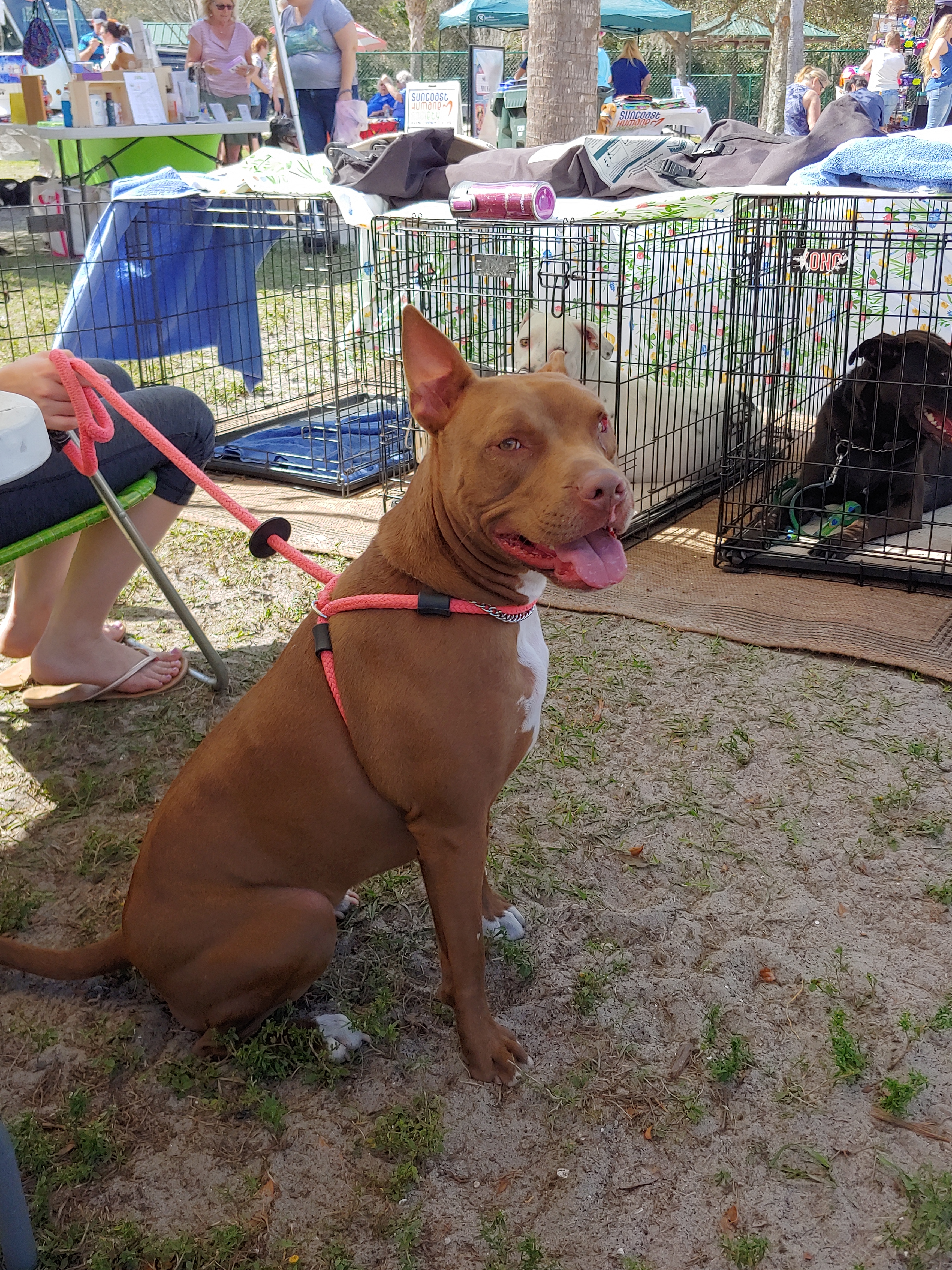 Belle, an adoptable Terrier in Sarasota, FL, 34232 | Photo Image 6