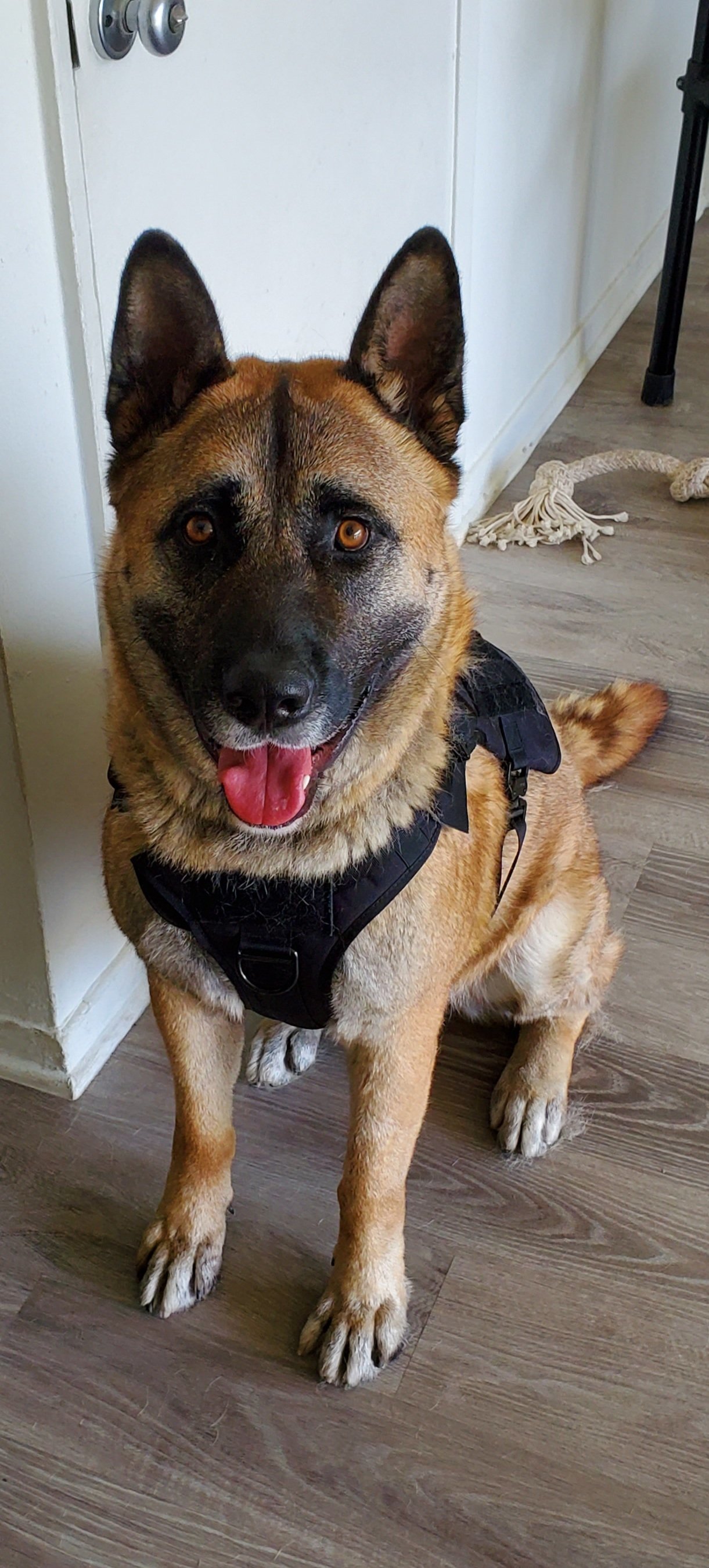 Dog for adoption - Hakan, an Akita & Belgian Shepherd / Malinois Mix in