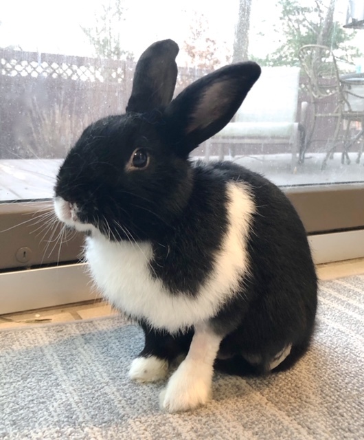 Rabbit For Adoption Blaze A Dutch In New York Ny Petfinder