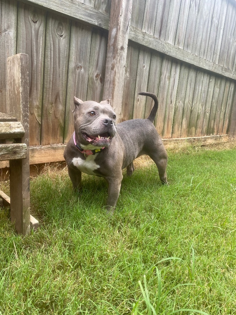 Rosy, an adoptable English Bulldog, American Bulldog in Monroe, NC, 28110 | Photo Image 3