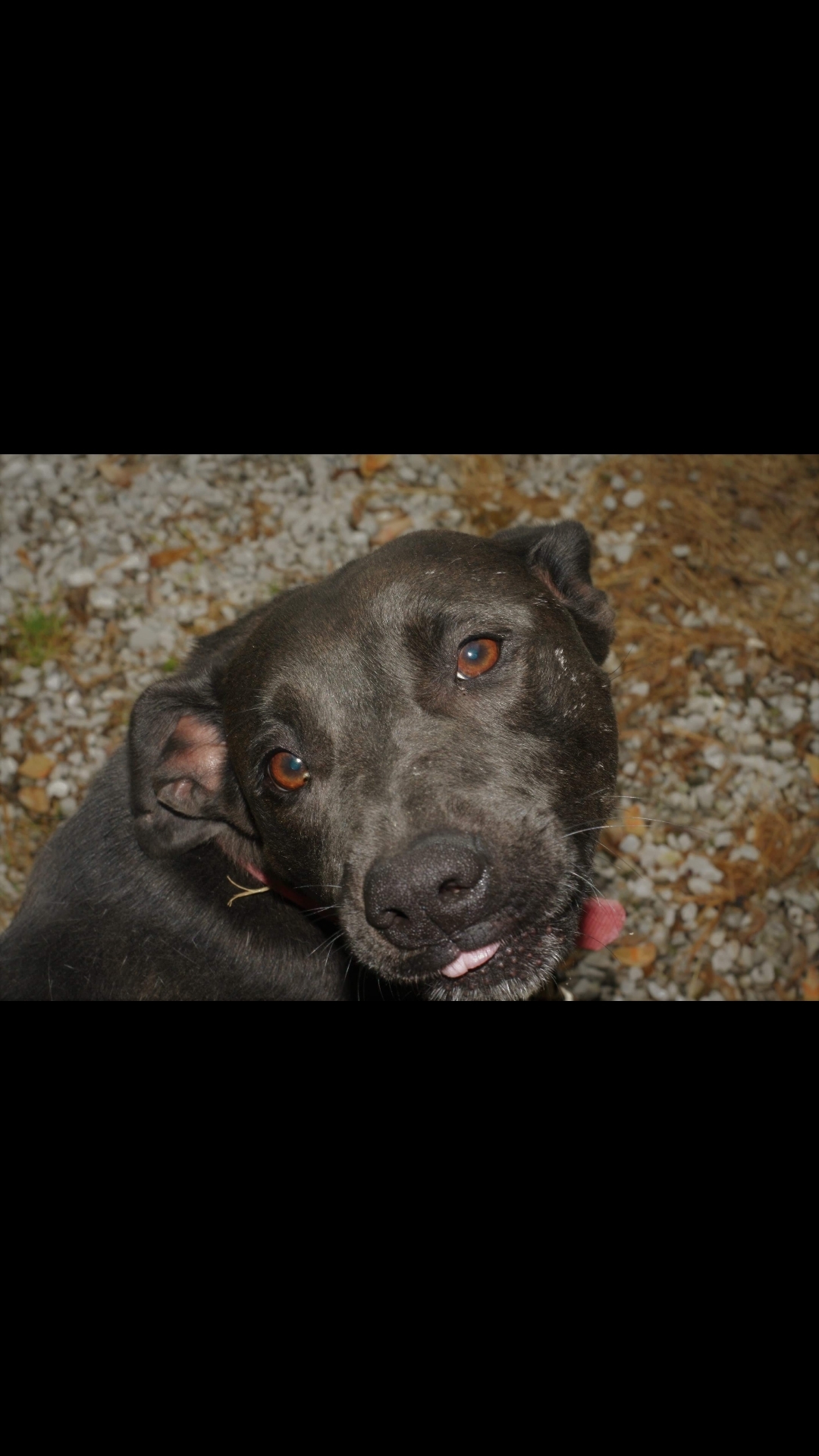 Darcy, an adoptable Black Labrador Retriever in Jasonville, IN, 47438 | Photo Image 2