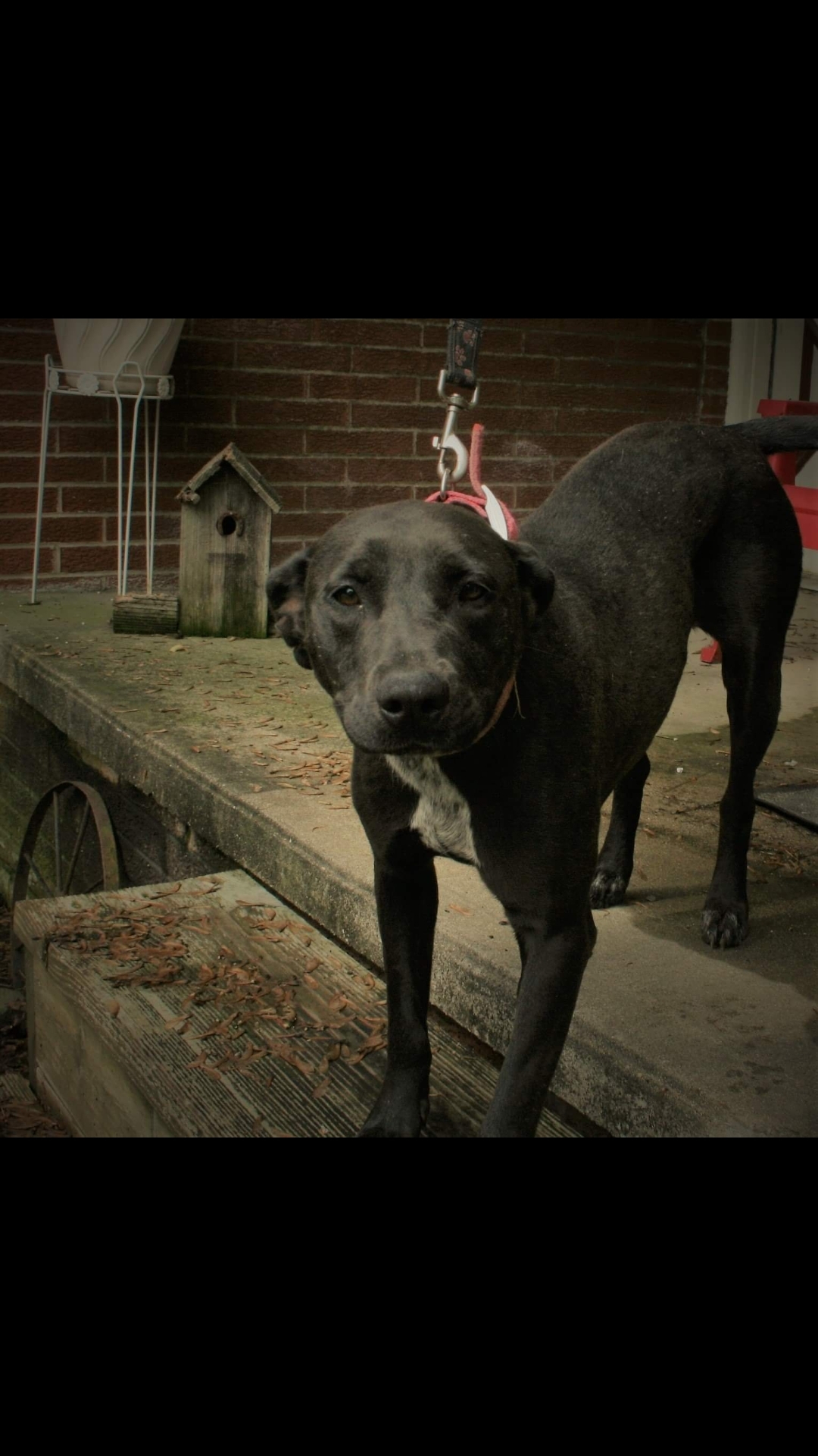 Darcy, an adoptable Black Labrador Retriever in Jasonville, IN, 47438 | Photo Image 4