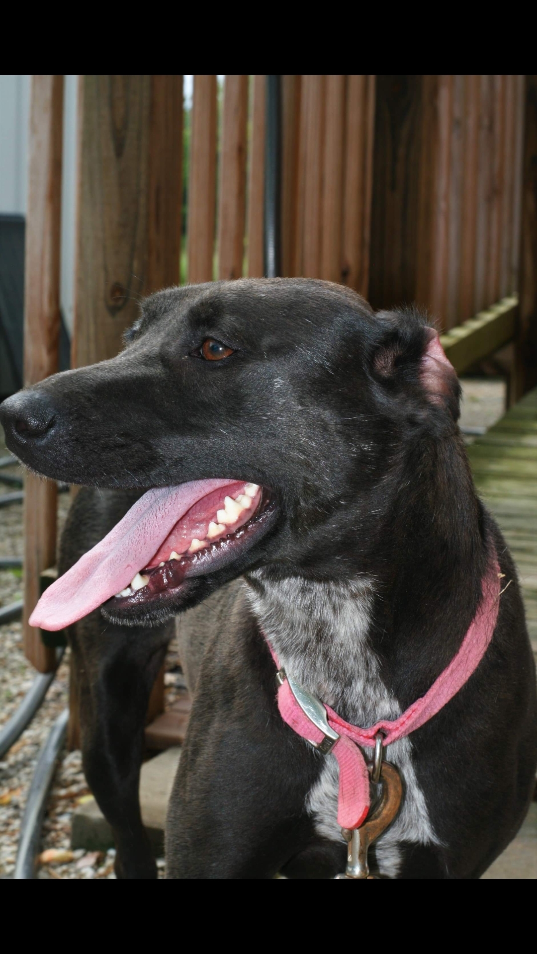 Darcy, an adoptable Black Labrador Retriever in Jasonville, IN, 47438 | Photo Image 5