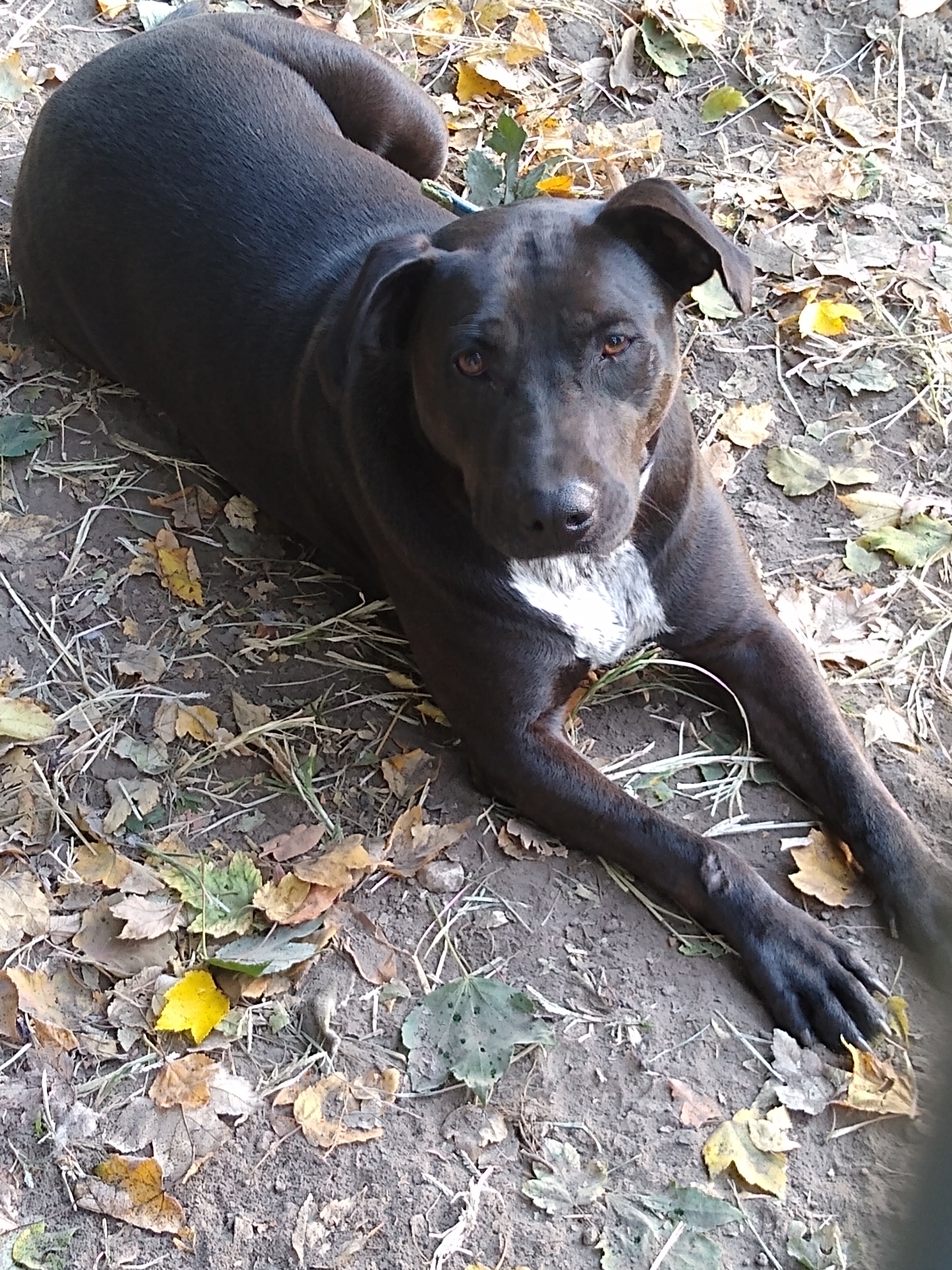 Darcy, an adoptable Black Labrador Retriever in Jasonville, IN, 47438 | Photo Image 6