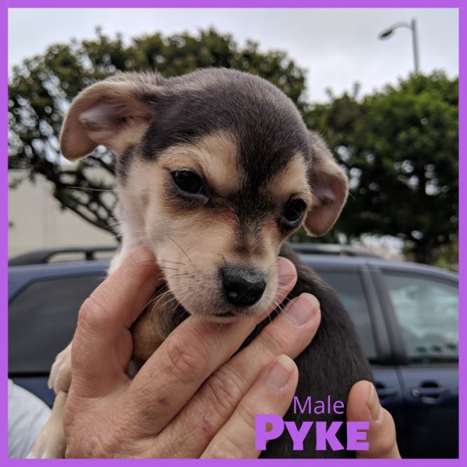 Pyke - Riot pup