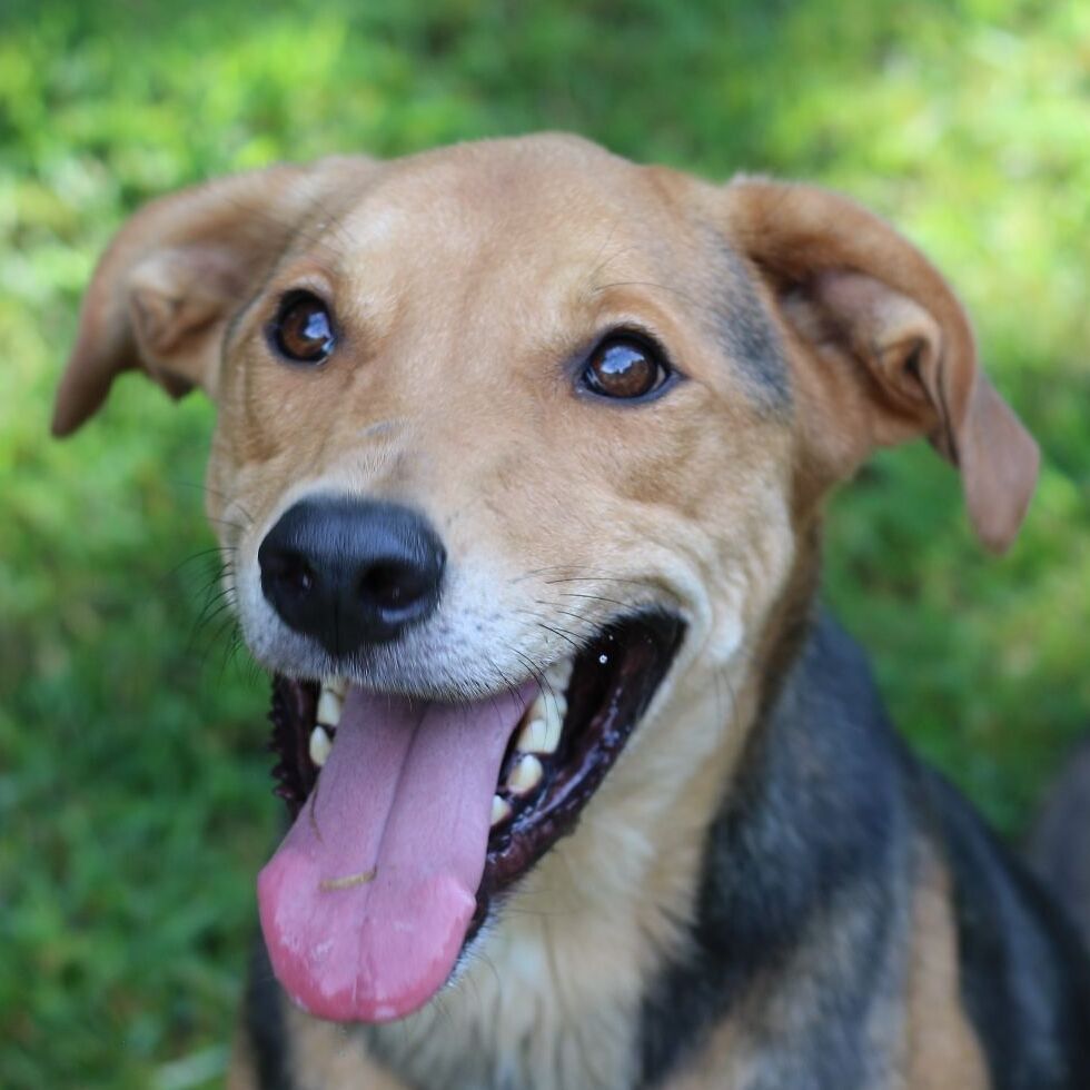 Daario, an adoptable Mixed Breed, Labrador Retriever in Rossville, TN, 38066 | Photo Image 1