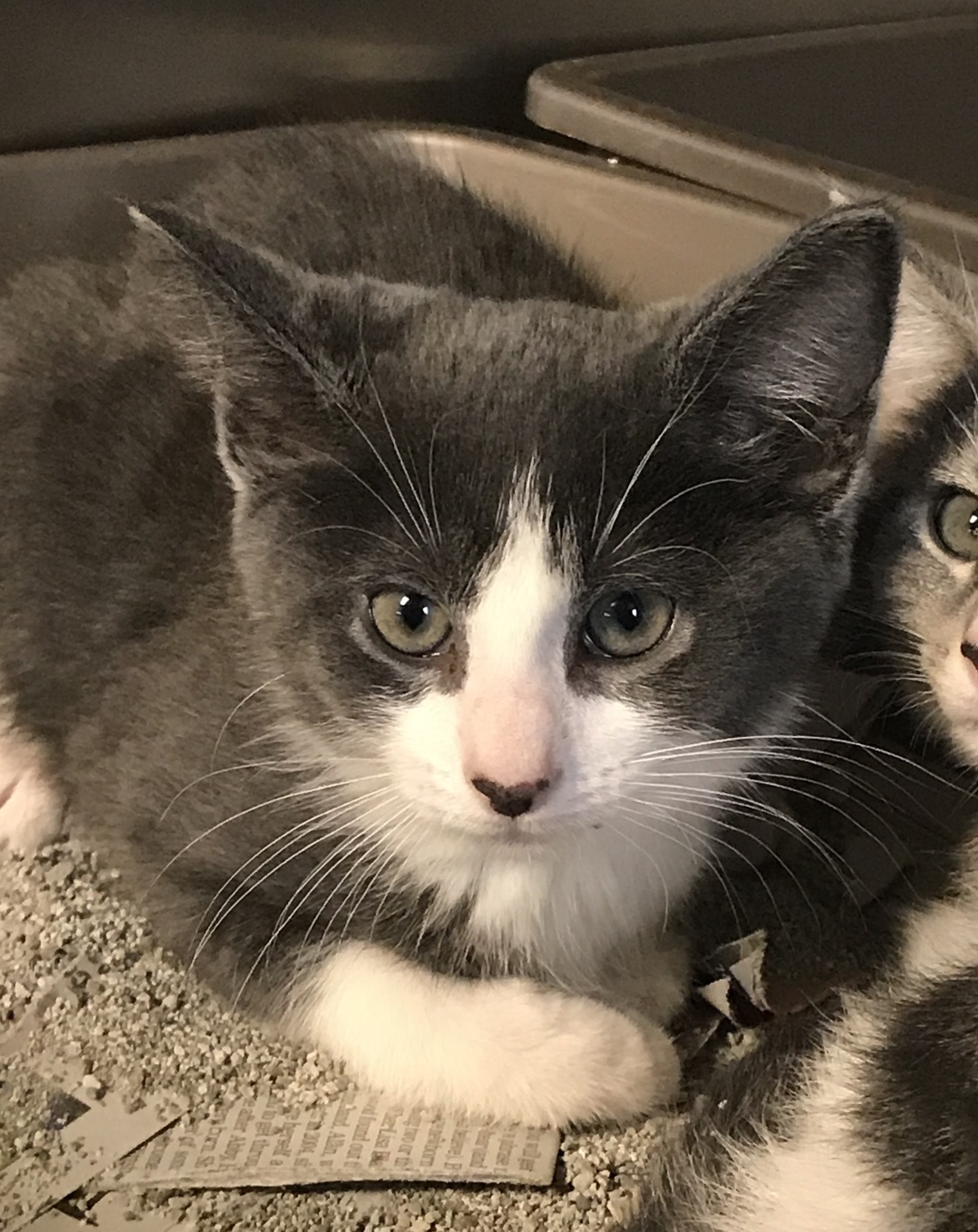 Stormy, an adoptable Domestic Short Hair in Greensburg, PA, 15601 | Photo Image 2