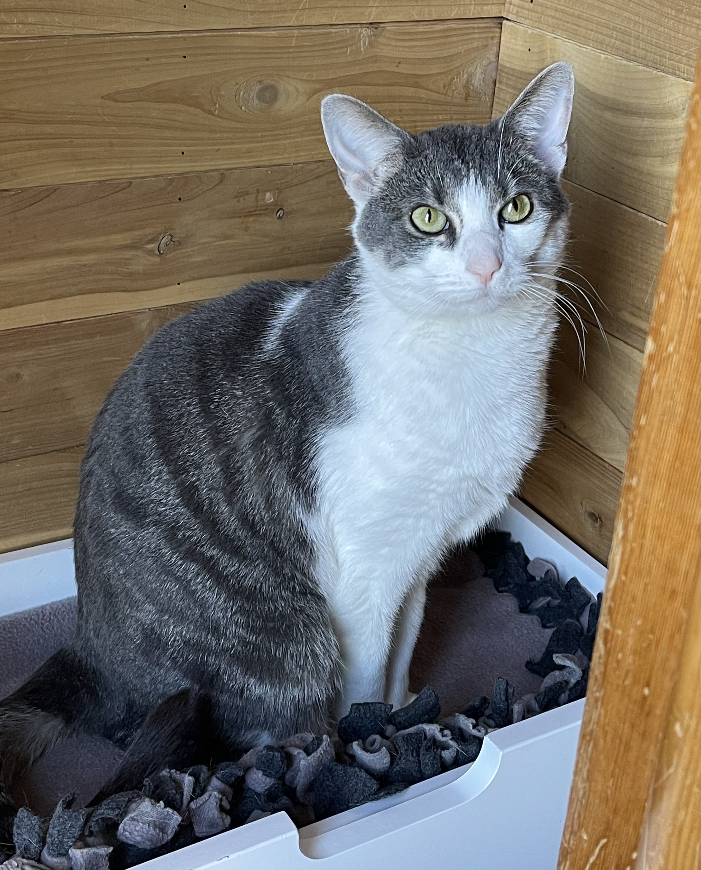 Stormy, an adoptable Domestic Short Hair in Greensburg, PA, 15601 | Photo Image 1