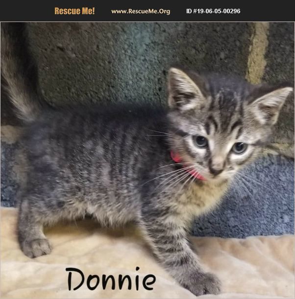 Cat For Adoption Donnie A Domestic Short Hair Maine Coon Mix