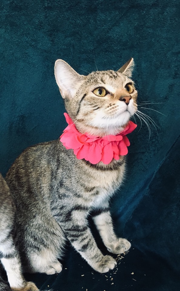 Cat For Adoption Ruby A Domestic Short Hair Tabby Mix In