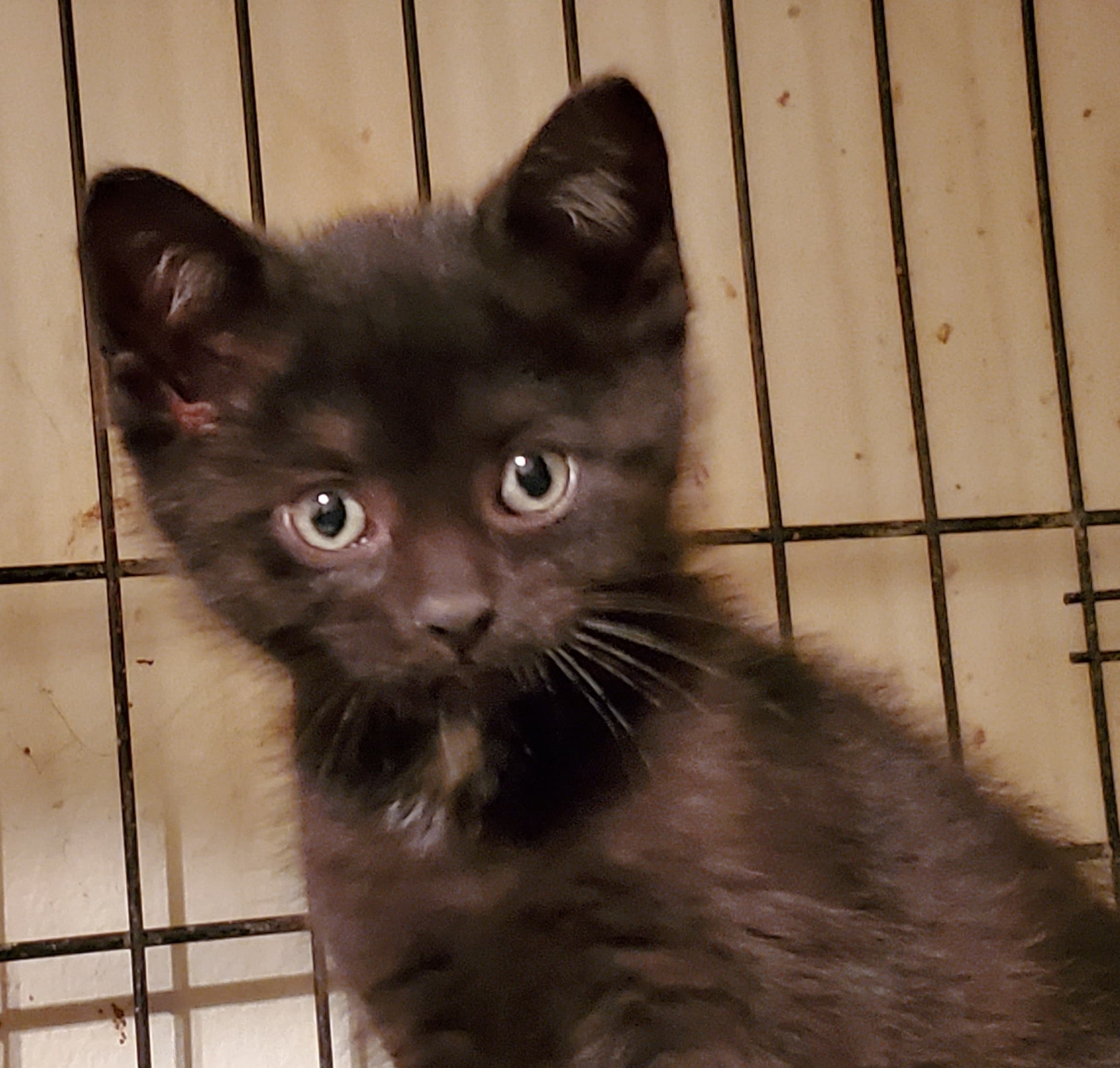 Jordie, an adoptable Domestic Short Hair in Sayreville, NJ, 08872 | Photo Image 2