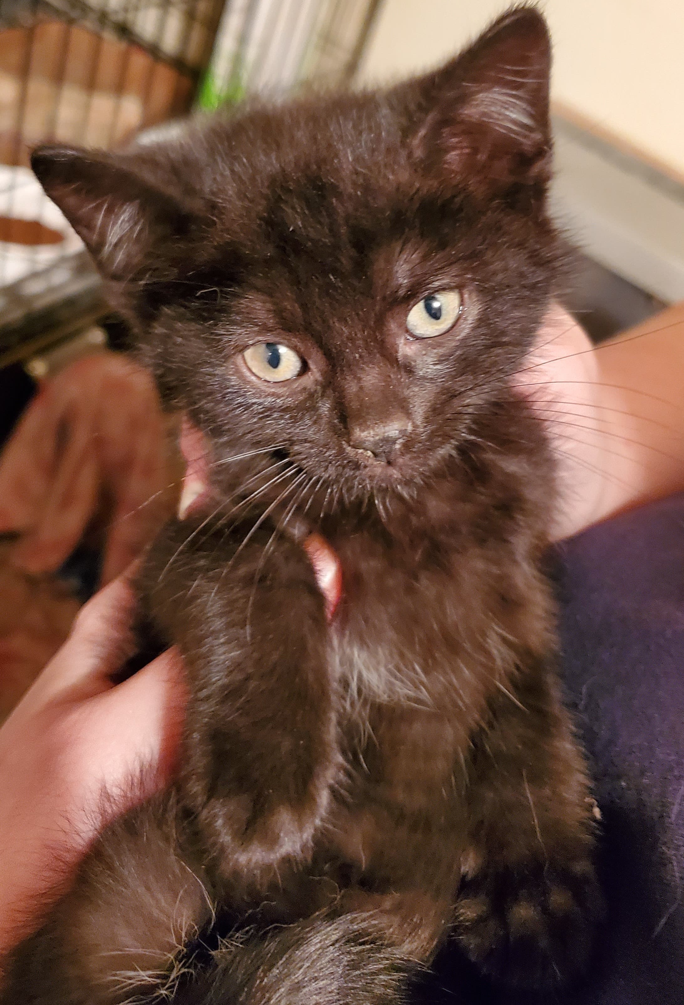 Jordie, an adoptable Domestic Short Hair in Sayreville, NJ, 08872 | Photo Image 3