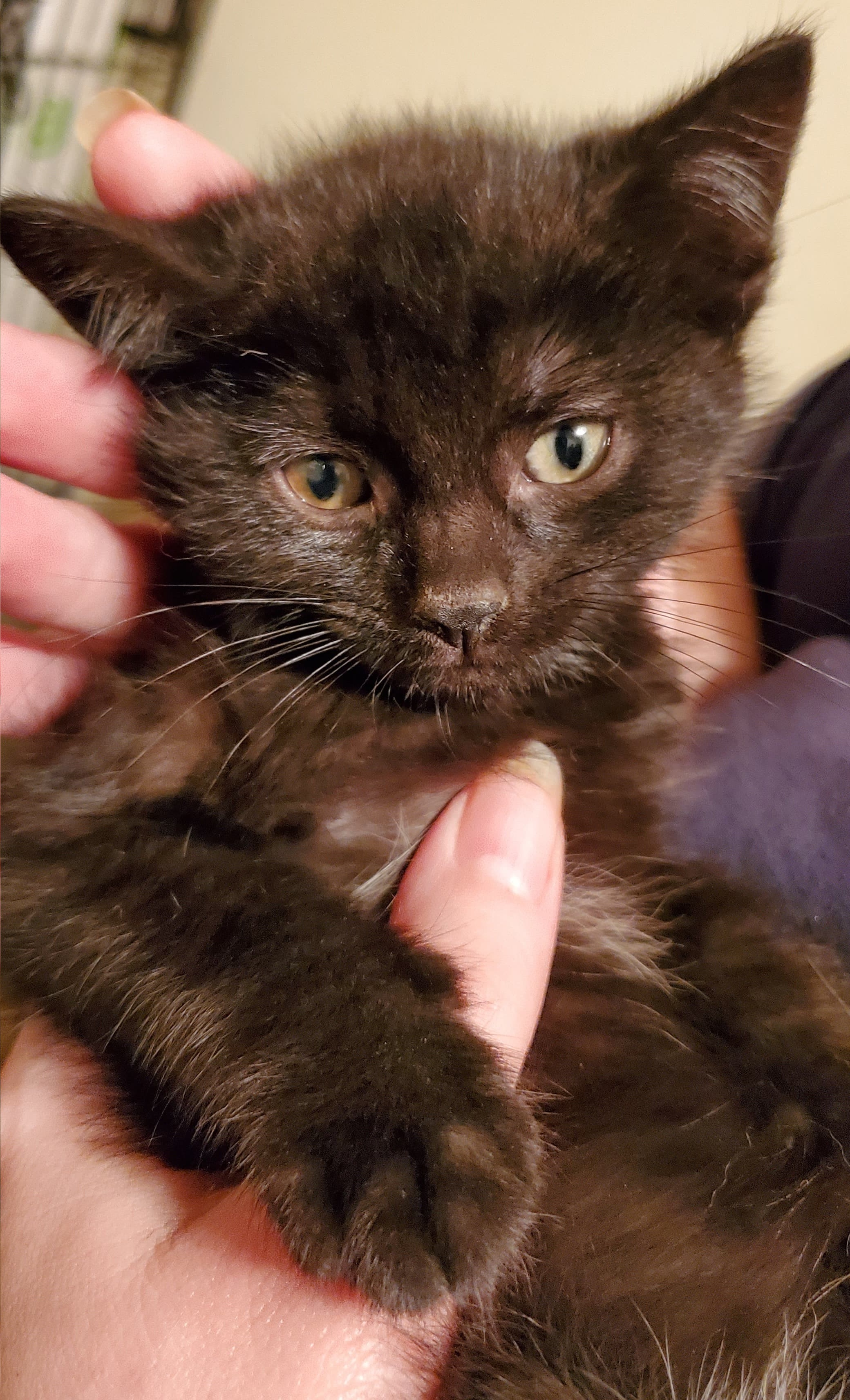 Jordie, an adoptable Domestic Short Hair in Sayreville, NJ, 08872 | Photo Image 4