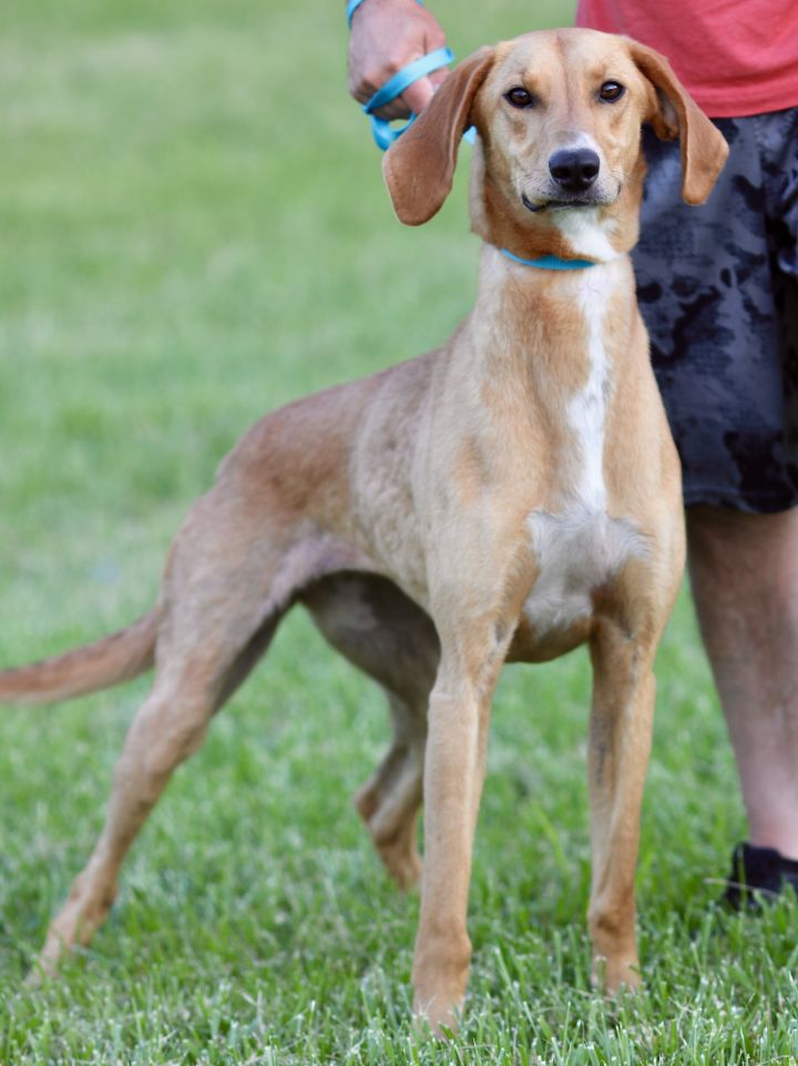 GINGER, an adopted Greyhound & Hound Mix in Wilmington, OH_image-4
