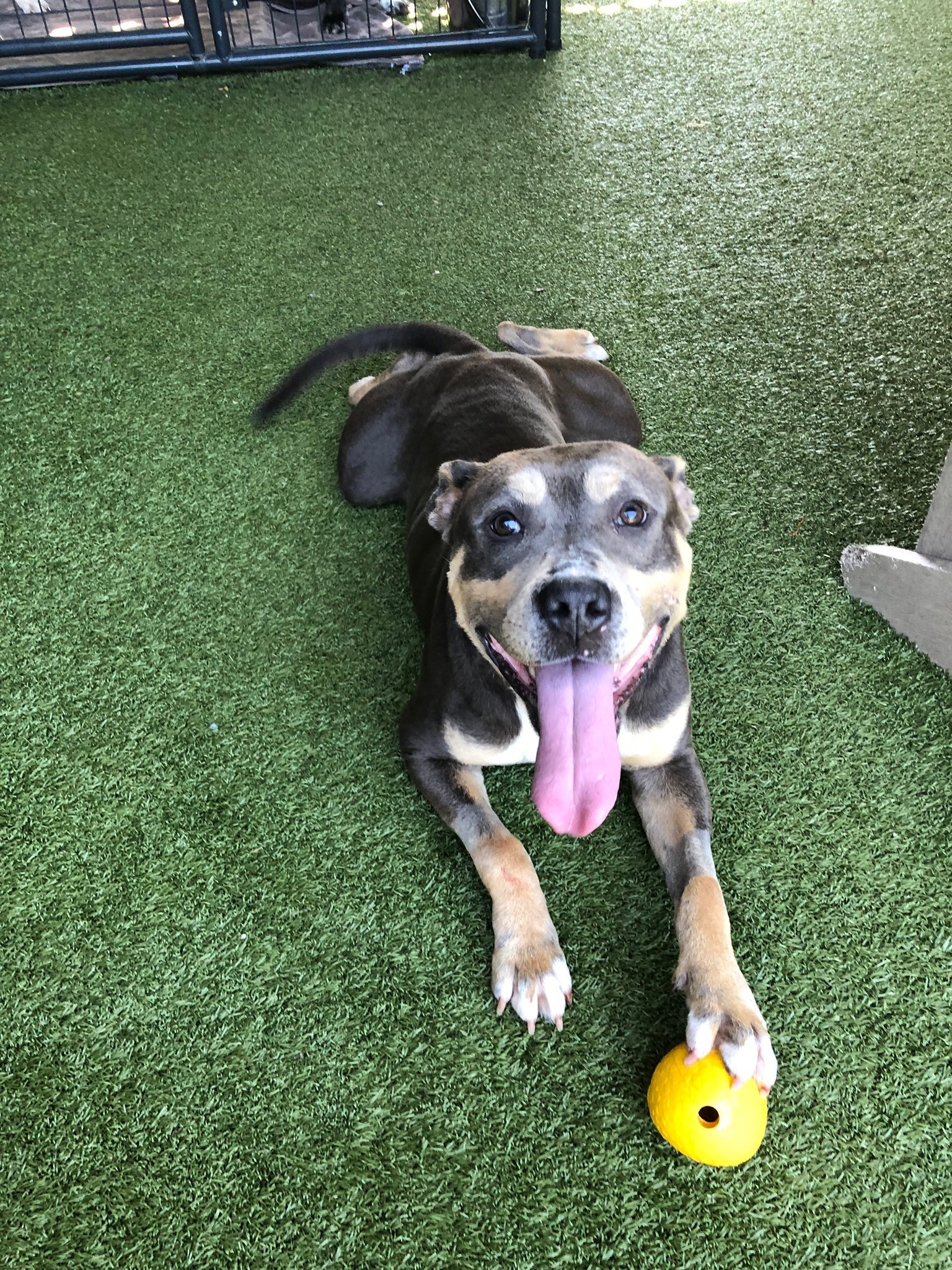 Keith, an adoptable Pit Bull Terrier in Ridgeland, SC, 29936 | Photo Image 1