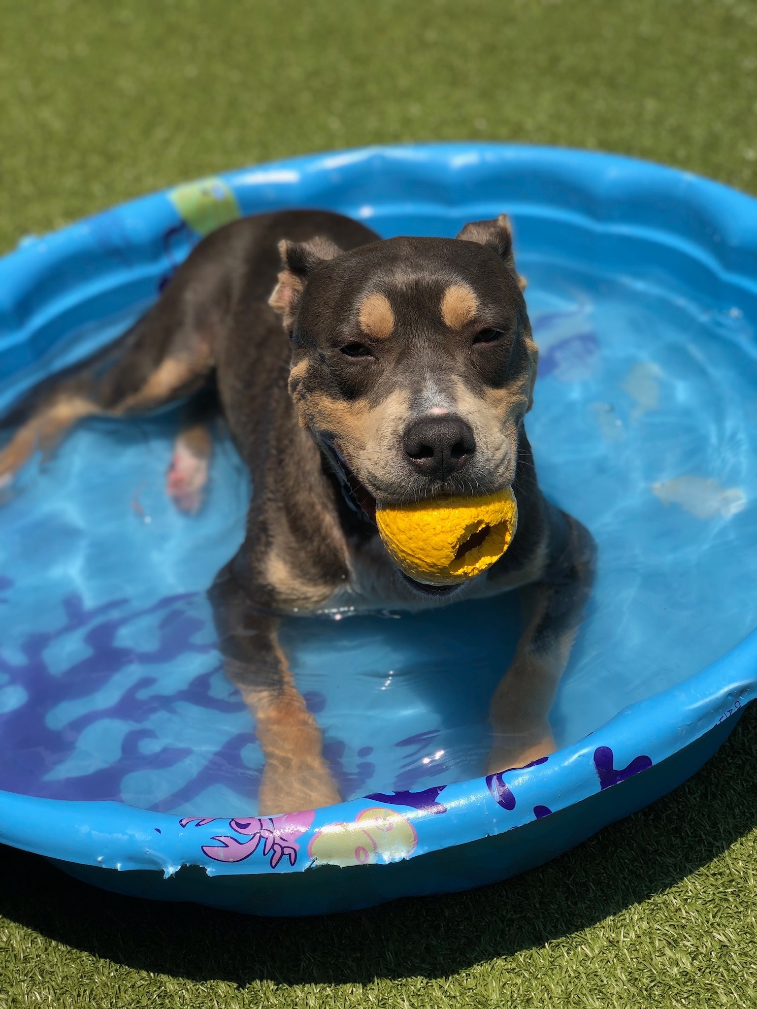 Keith, an adoptable Pit Bull Terrier in Ridgeland, SC, 29936 | Photo Image 2