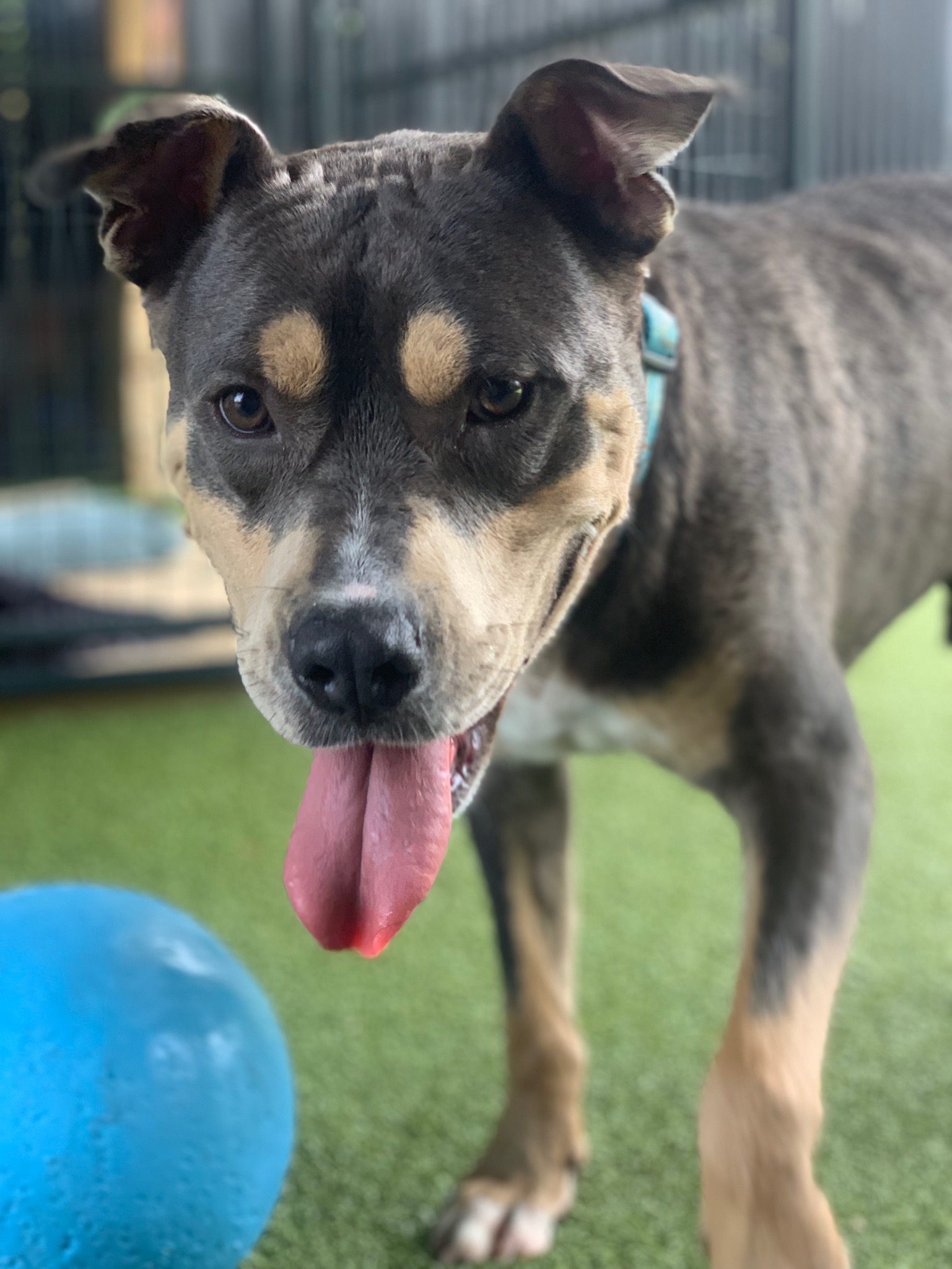 Keith, an adoptable Pit Bull Terrier in Ridgeland, SC, 29936 | Photo Image 3