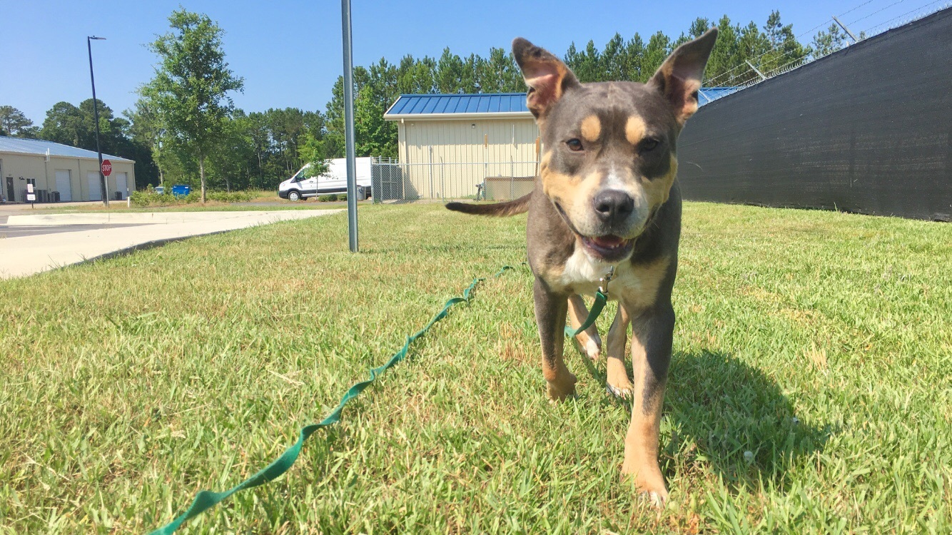 Keith, an adoptable Pit Bull Terrier in Ridgeland, SC, 29936 | Photo Image 4