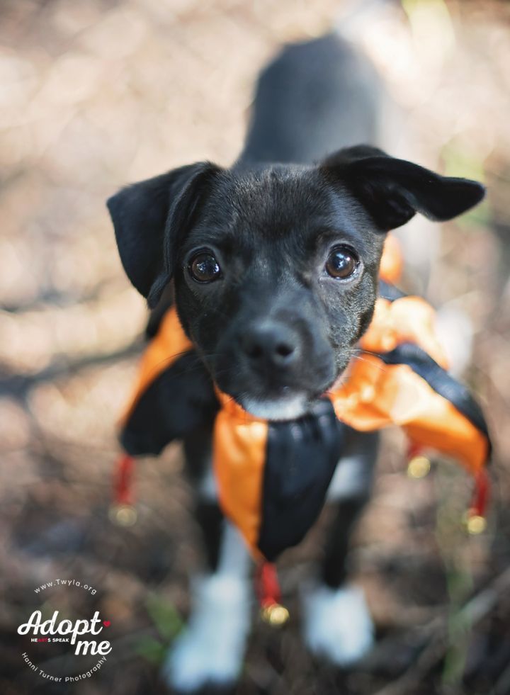 Jersey, an adopted Chihuahua Mix in Kingwood, TX_image-1