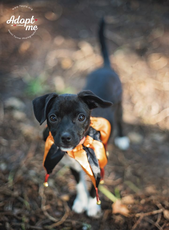 Jersey, an adopted Chihuahua Mix in Kingwood, TX_image-2