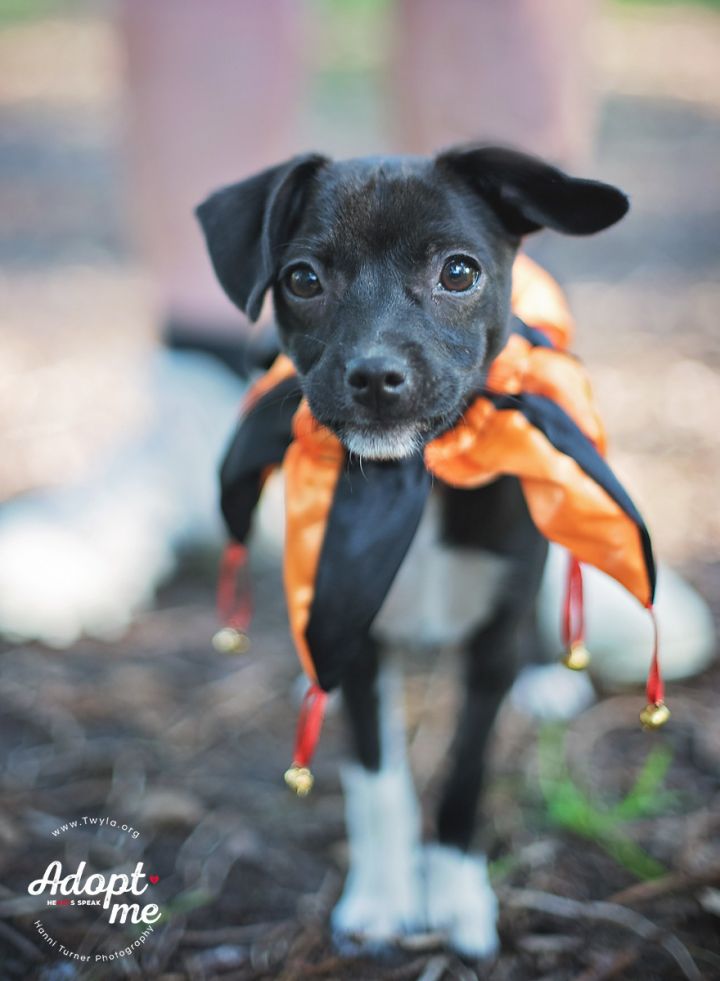 Jersey, an adopted Chihuahua Mix in Kingwood, TX_image-4