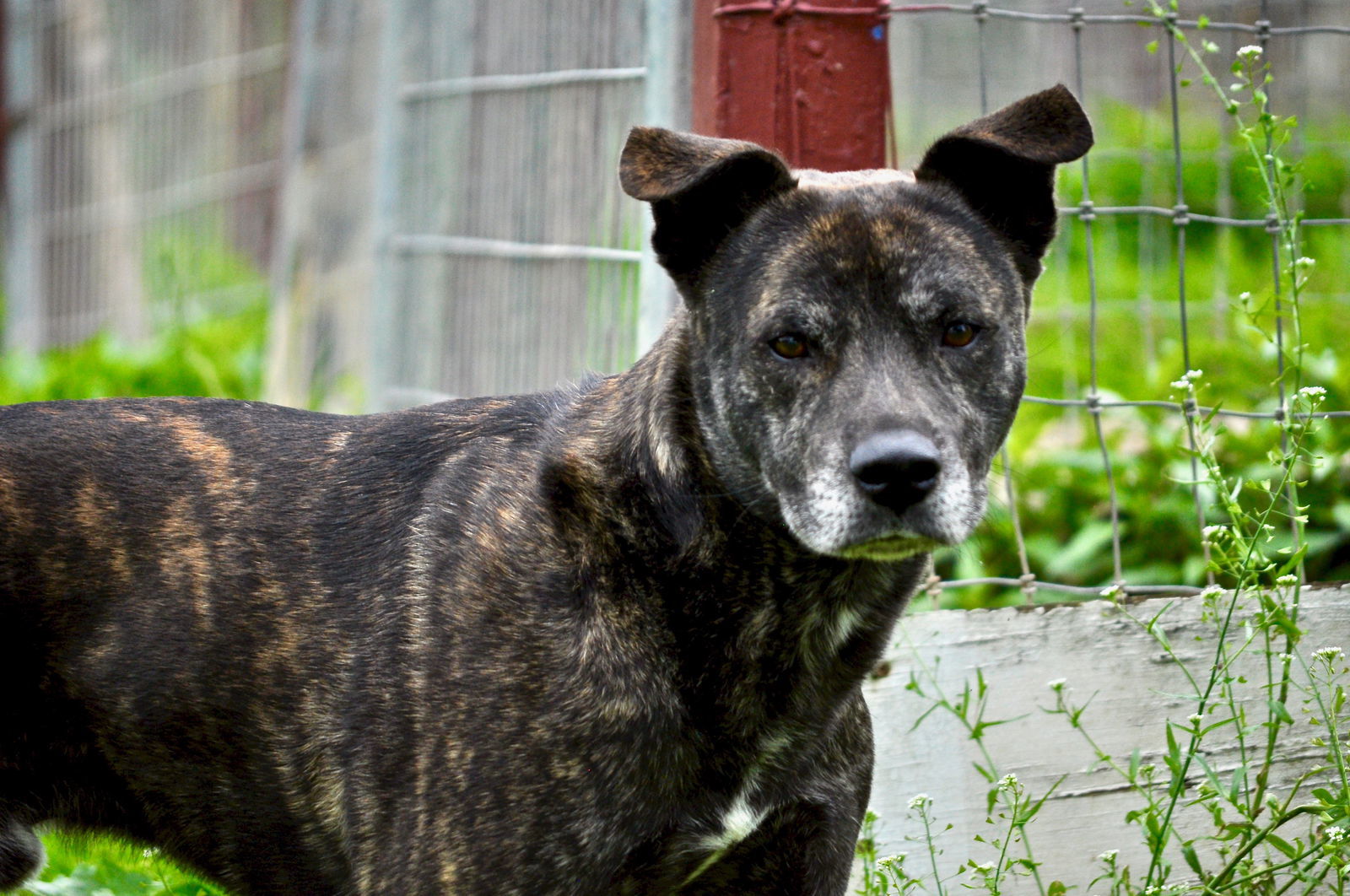 Aspen, an adoptable Mountain Cur in Poland, IN, 47868 | Photo Image 1